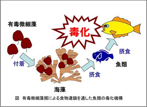 魚藤精毒性